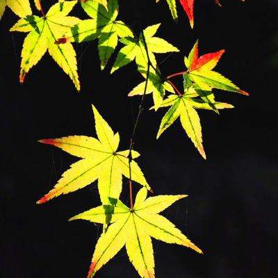 ManBetX纯净版截图